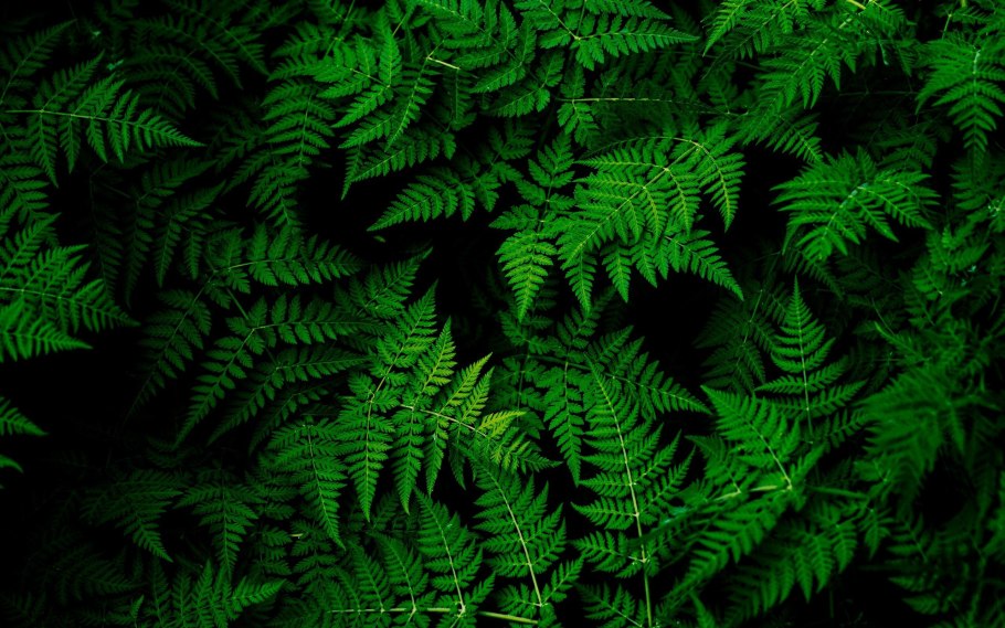 Папоротник в тропиках