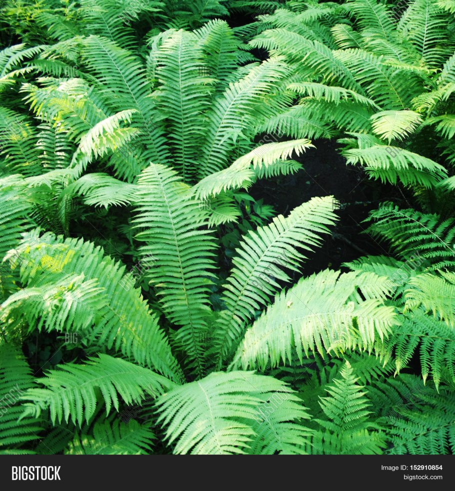 Neolepisorus truncatus папоротник