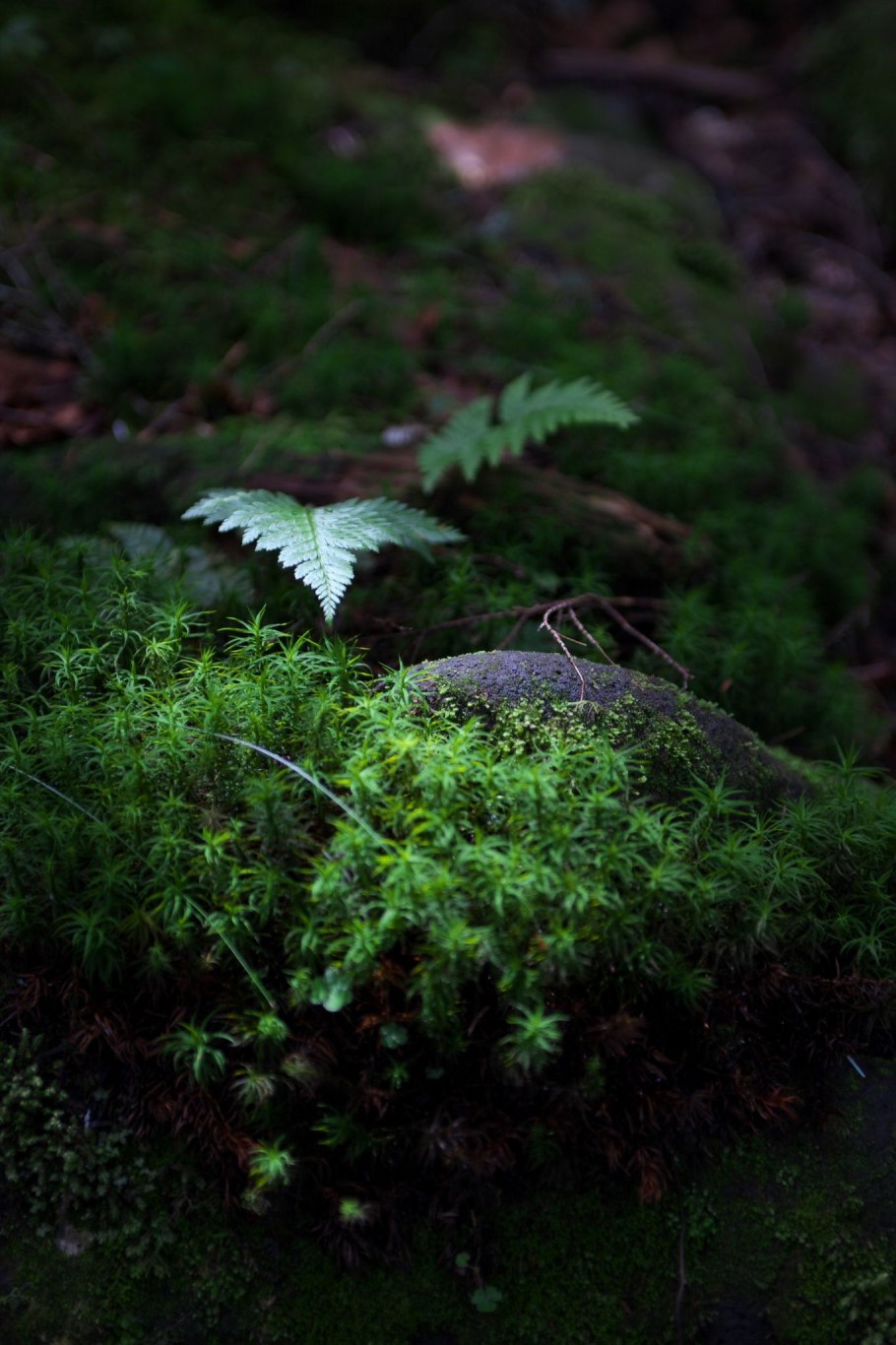 Мхи на лугах