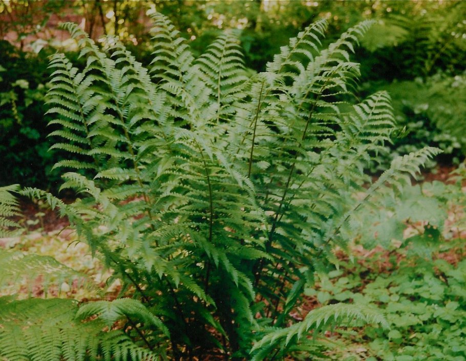 Растение папоротник