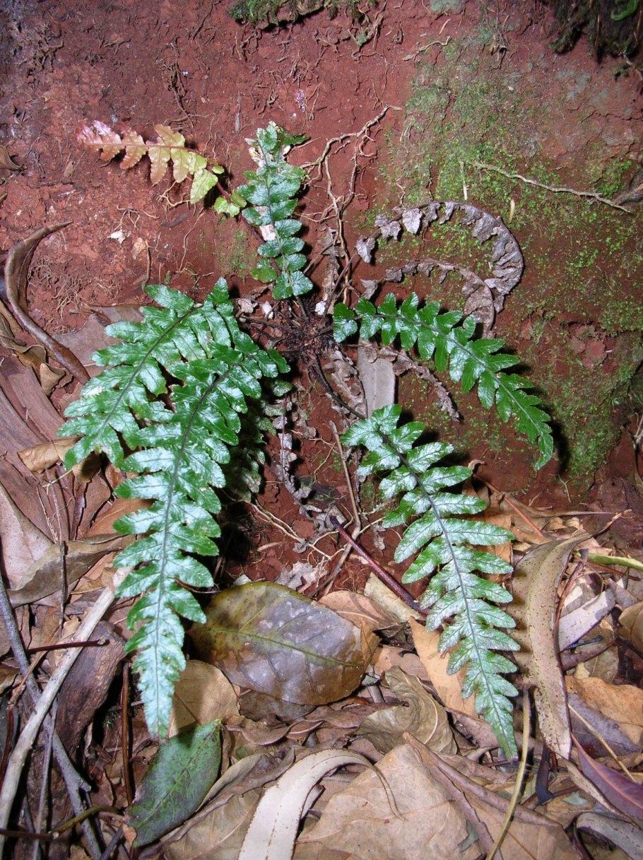 Опушка брусничник мох