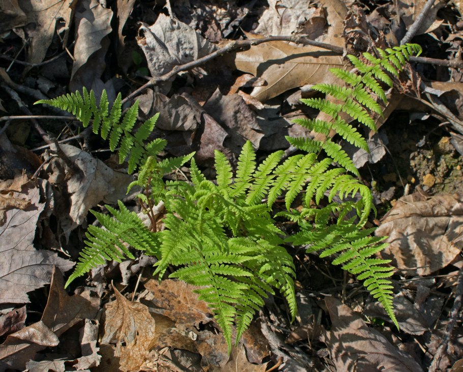 Cystopteris bulbifera