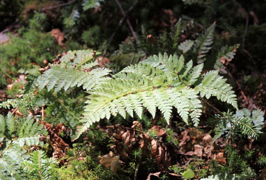 Эстетика зеленый папоротник