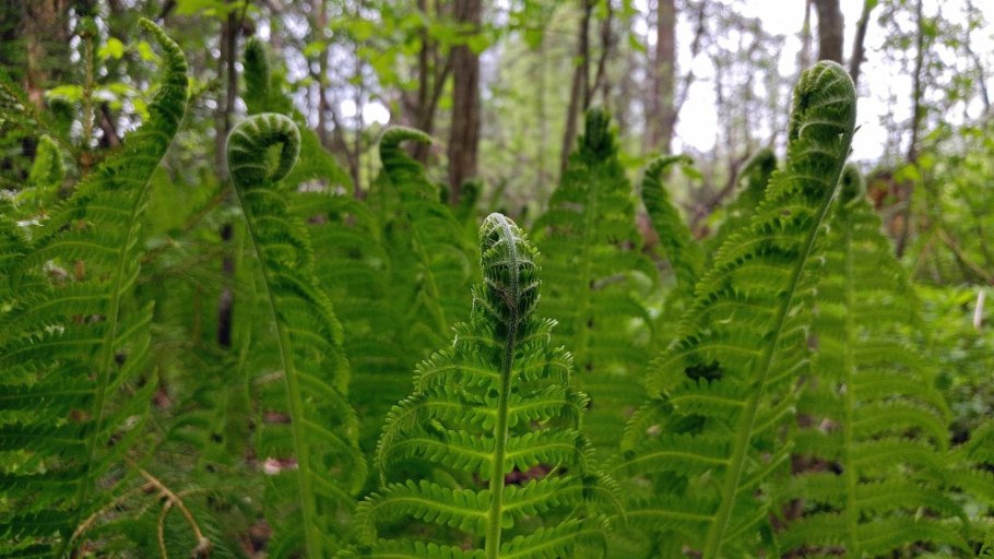 Кочедыжник Атхириум