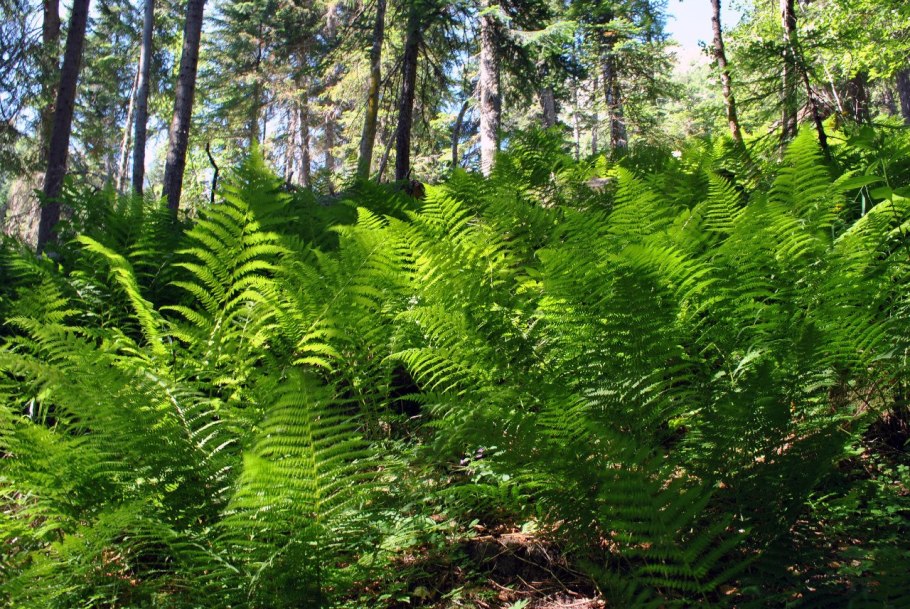 Щитовник родственный dryopteris affinis
