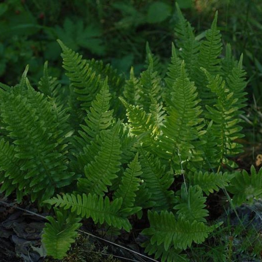 Чинар, хвощ, папоротник