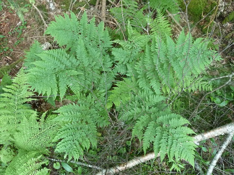 Папоротник орляк описание