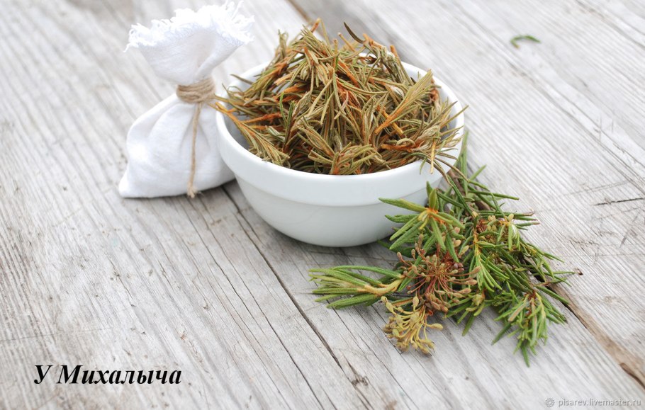 Багульник болотный