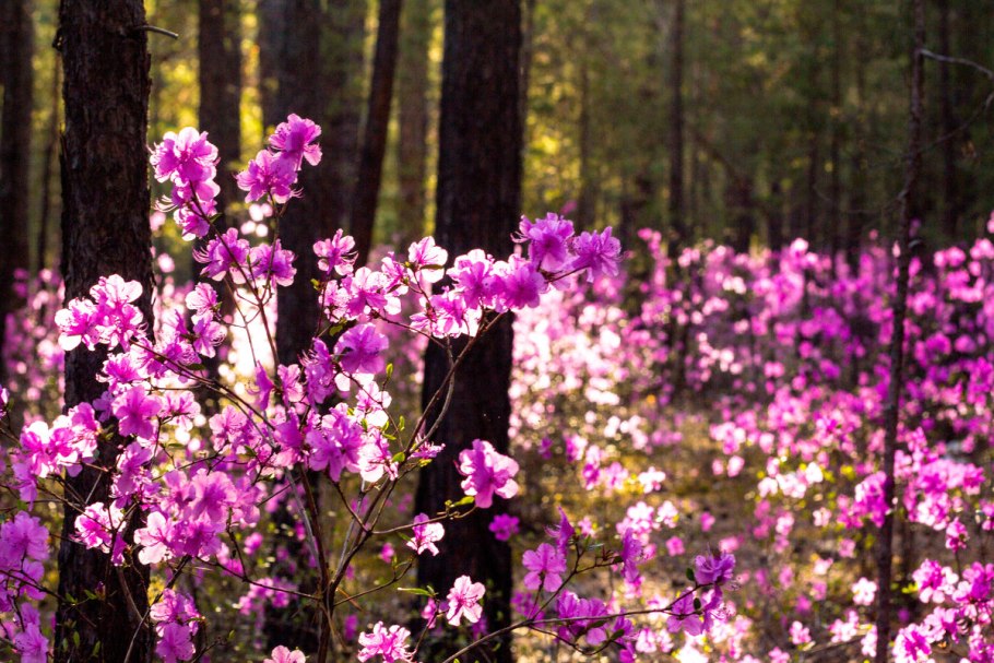 Рододендрон Даурский багульник