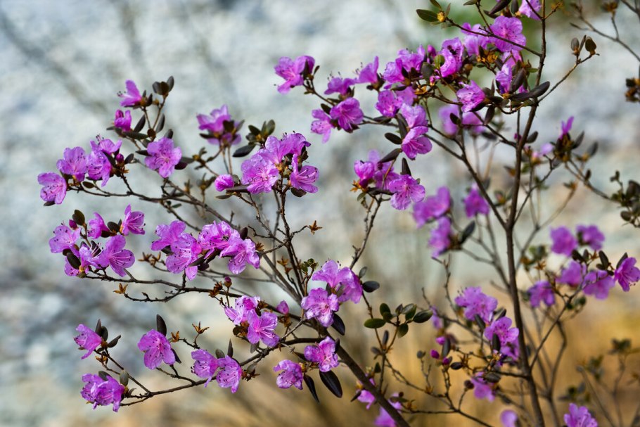 Багульник болотный цветет