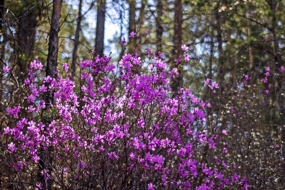Багульник на Камчатке