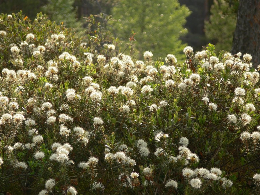 Багульник стелющийся