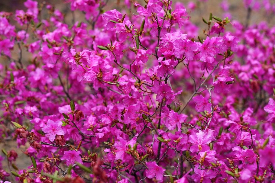 Багульник обыкновенный