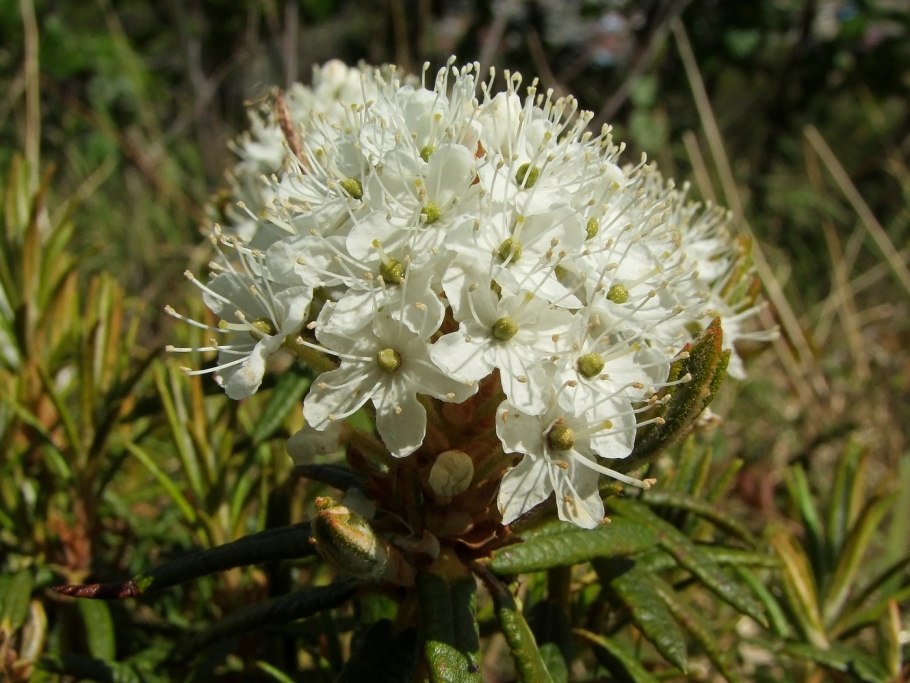 Багульник болотный (Ledum palustre l.)