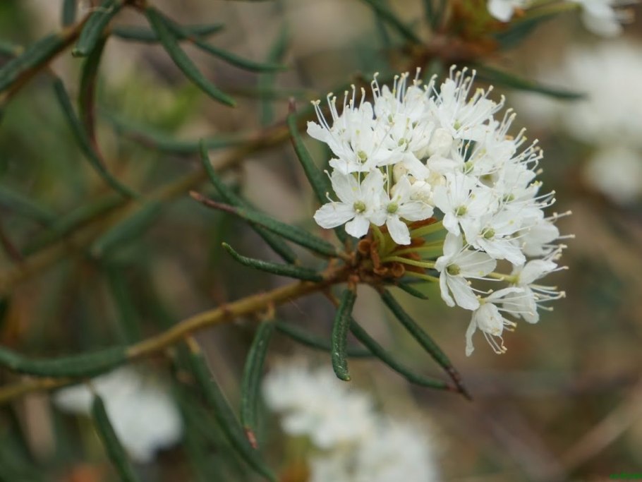 Багульник болотныи