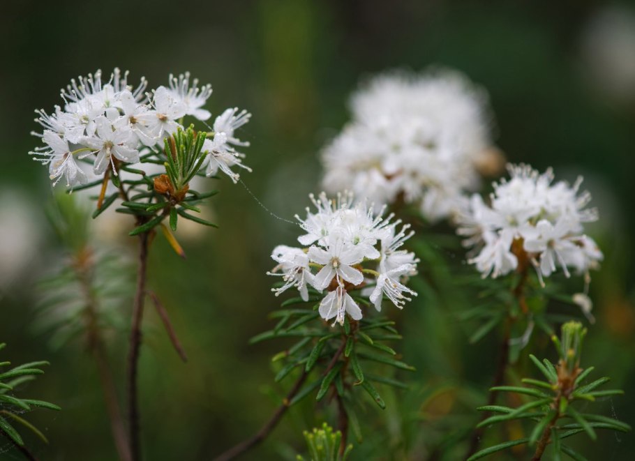 Багульник Дальневосточный