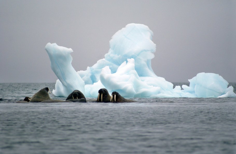 Остров Хейса земля Франца-Иосифа