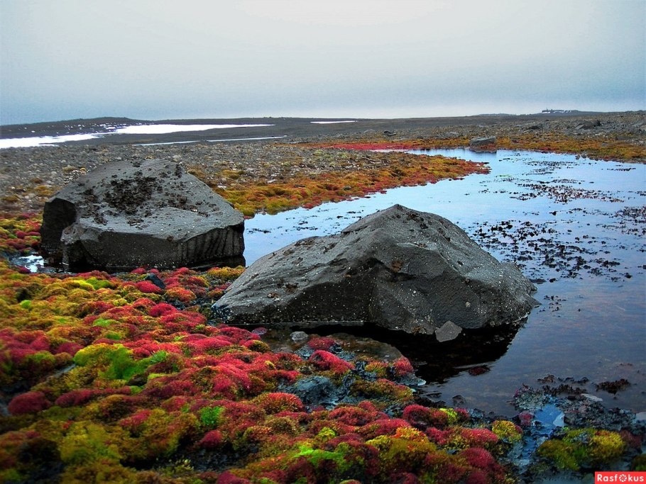 Земля Франца Иосифа медведи