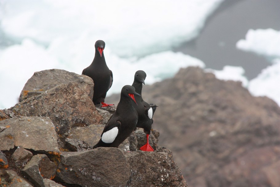 2 Федеральных заказника земли Франца Иосифа