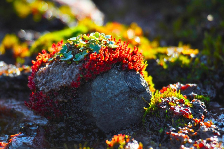 Растения земли Франца Иосифа