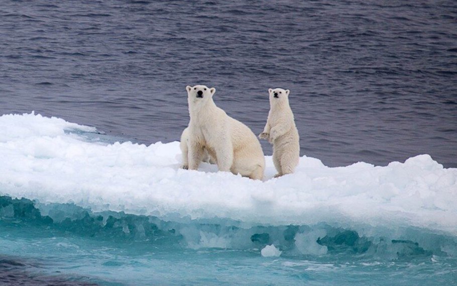 Растения Арктики ягель