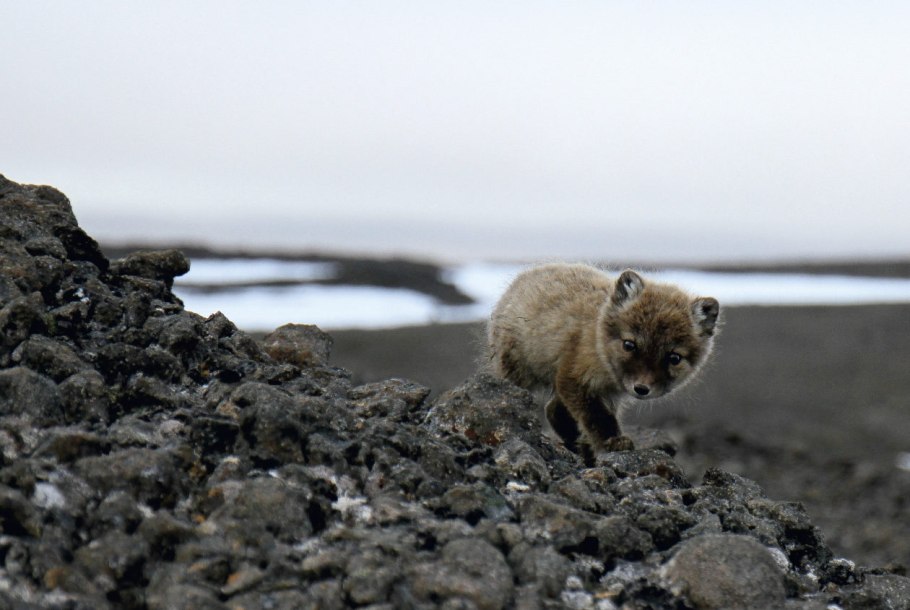 Федеральный заказник земля Франца-Иосифа