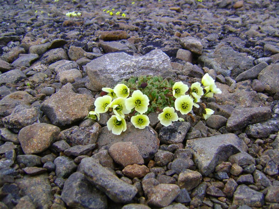 Земля Франца Иосифа