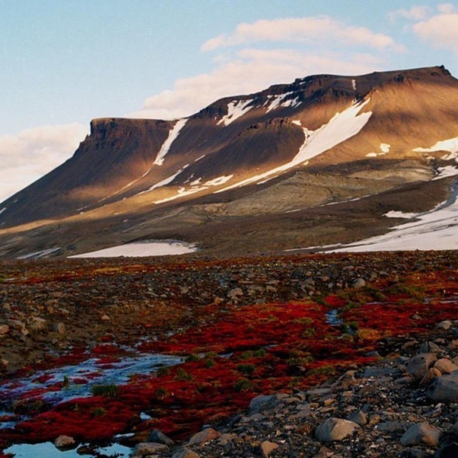 Земля Франца Иосифа белые медведи