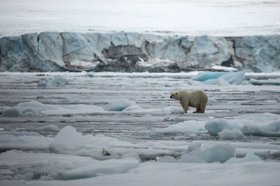 Земля Франца Иосифа белые медведи