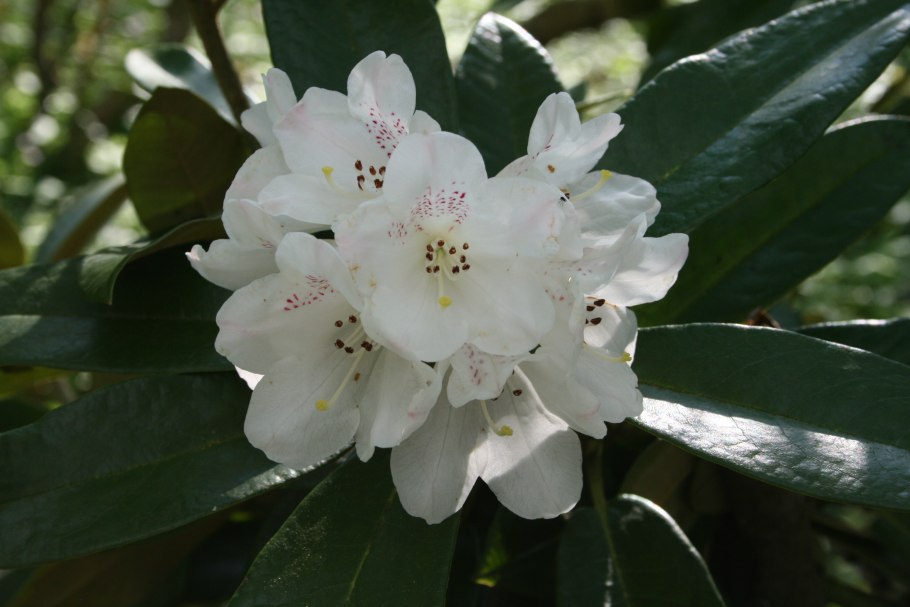 Клеродендрум комнатный