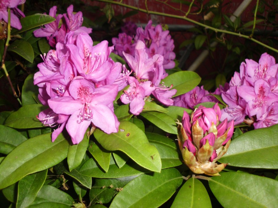 Клеродендрум Томпсона