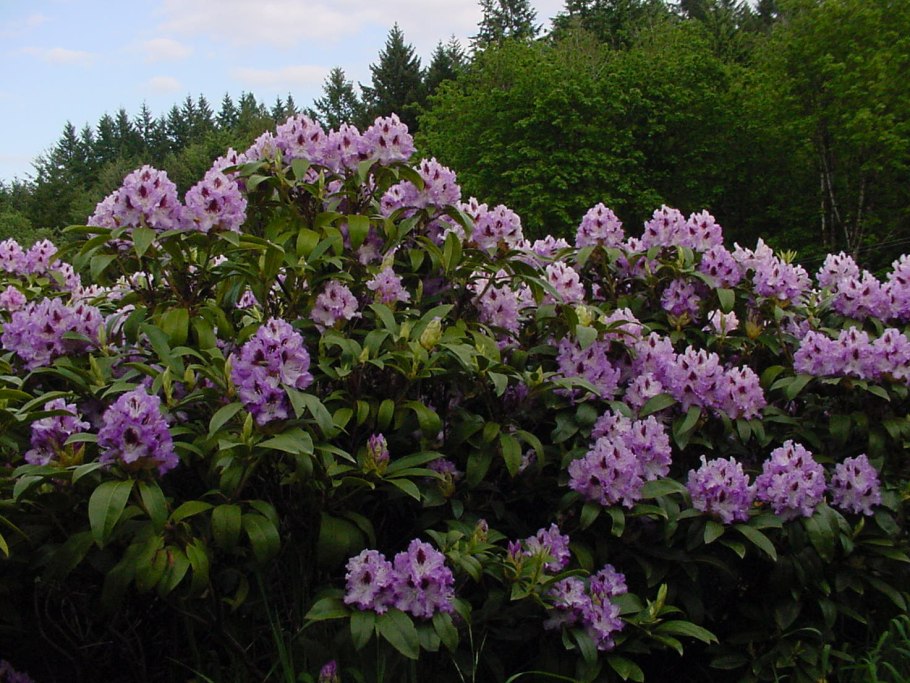 Клеродендрум гетерофилум