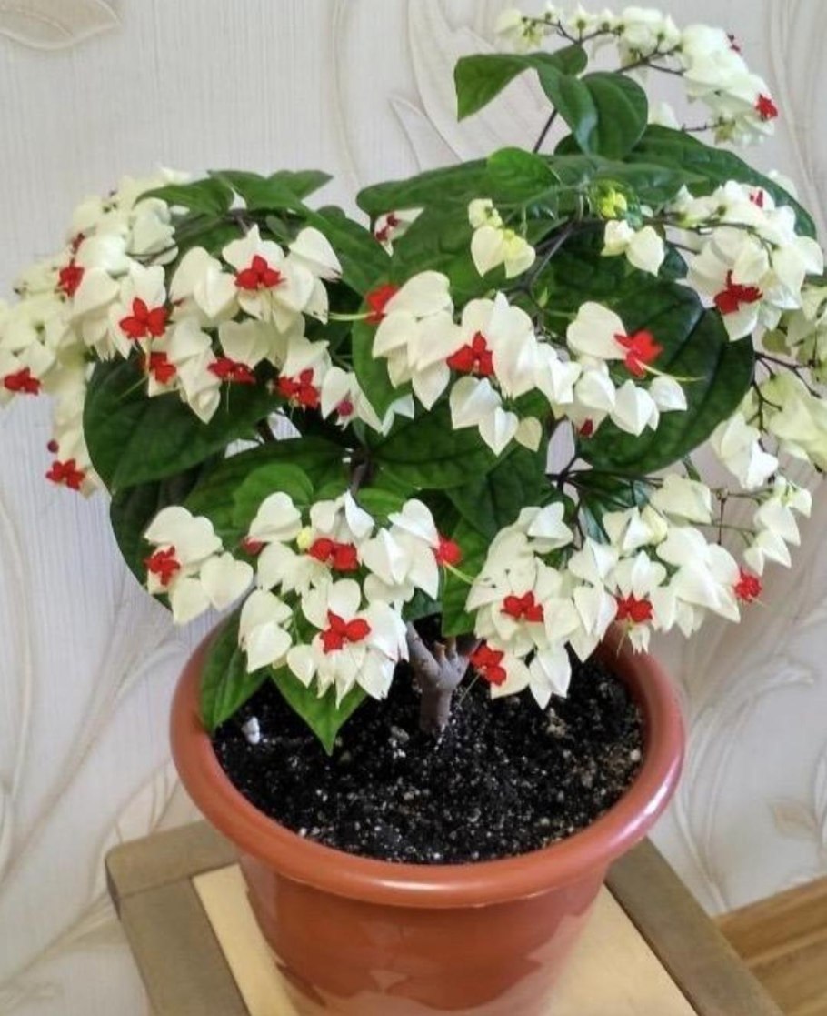 Клеродендрум Томпсона