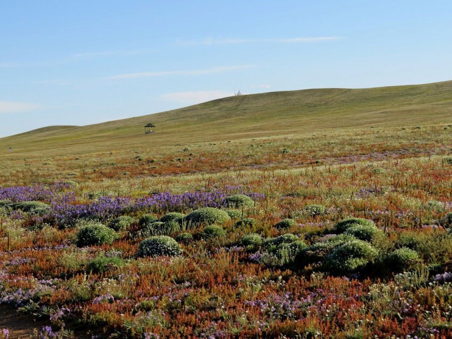 Осока Буханана