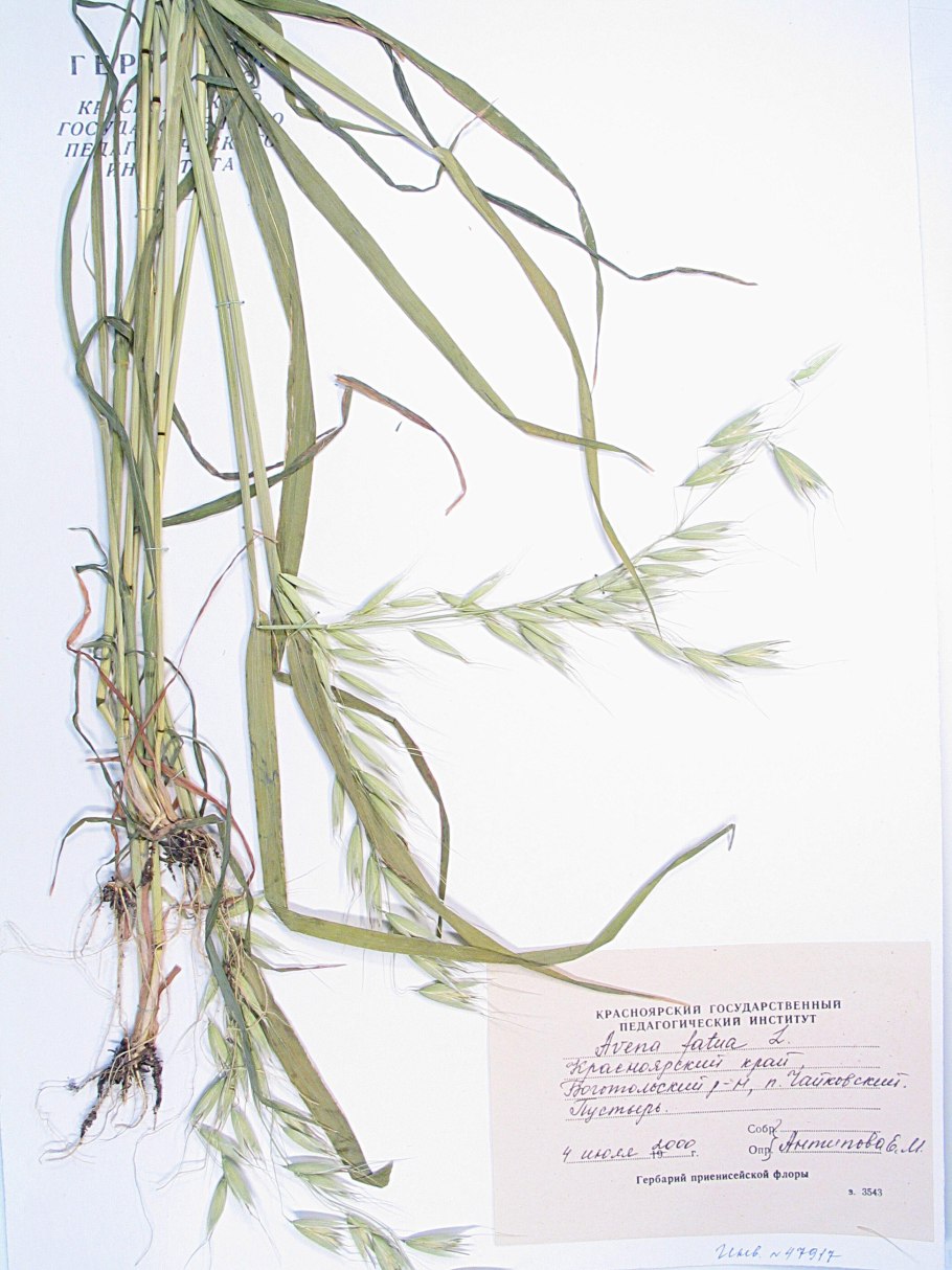 Пырей ползучий мятлик