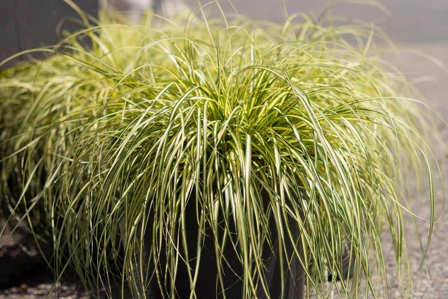 Ковыль Лессинга (Stipa lessingiana)