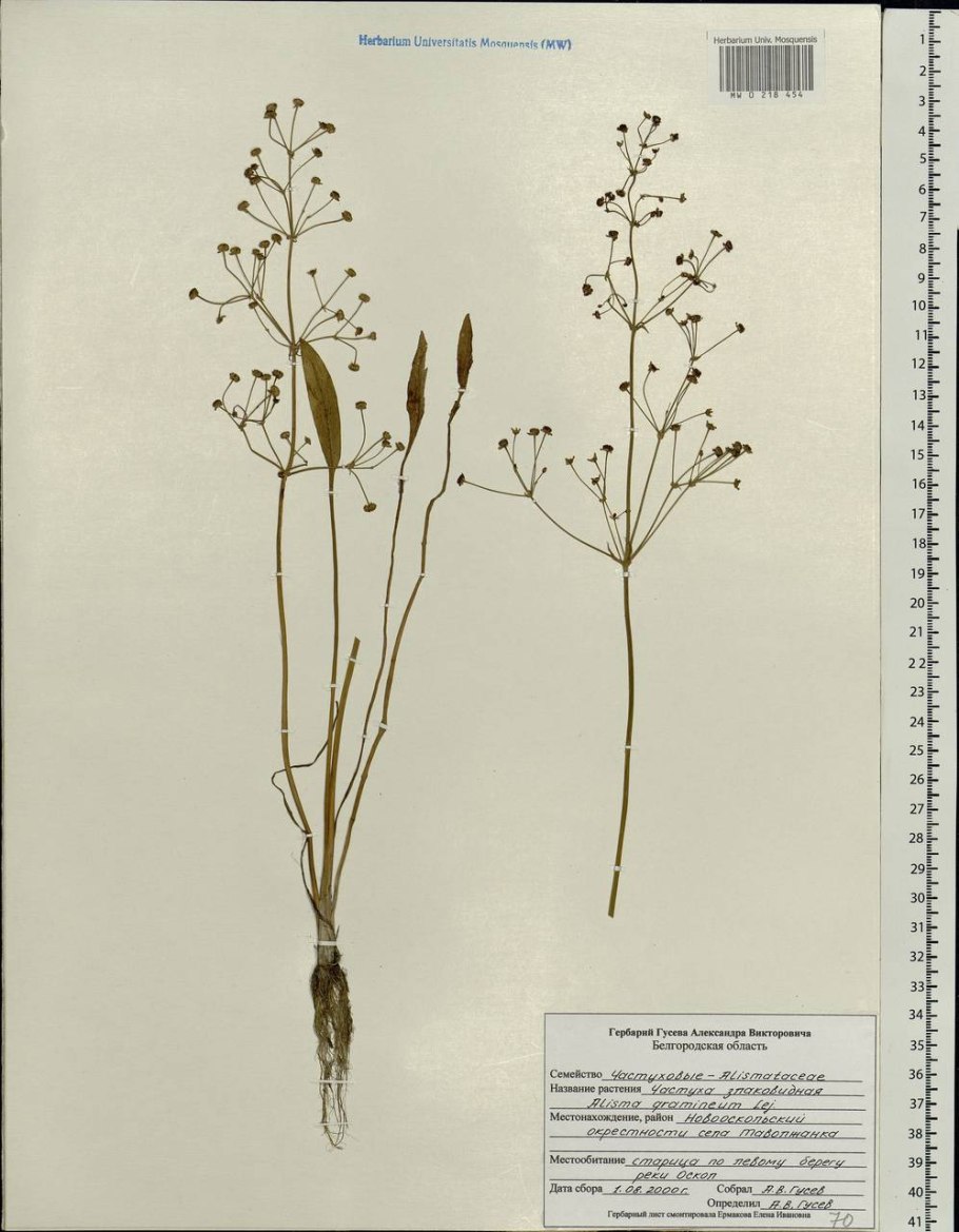 Осока Горная Carex Montana