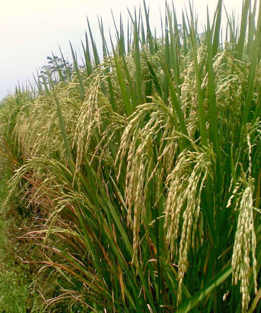 Гора с желтой травой