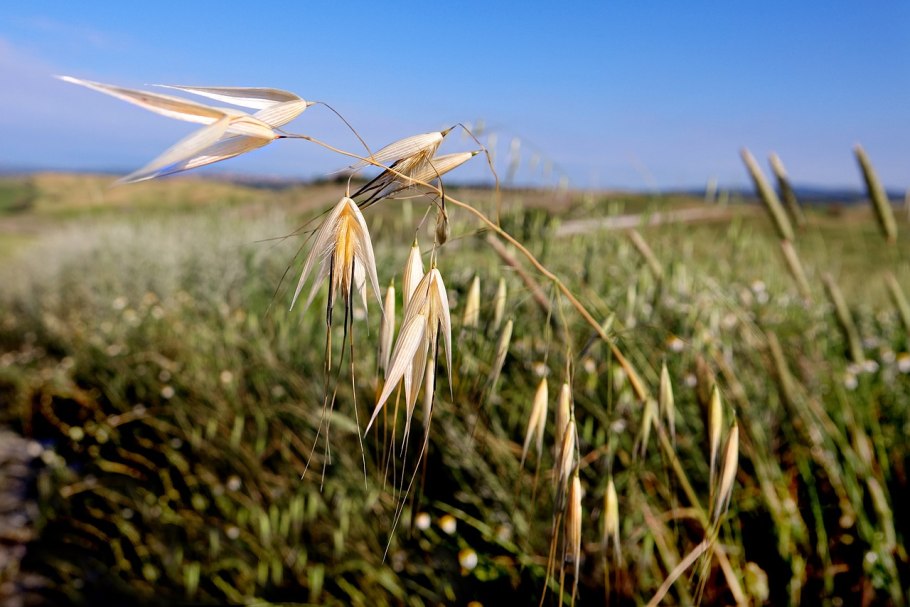 Зерновые культуры семейства злаковых