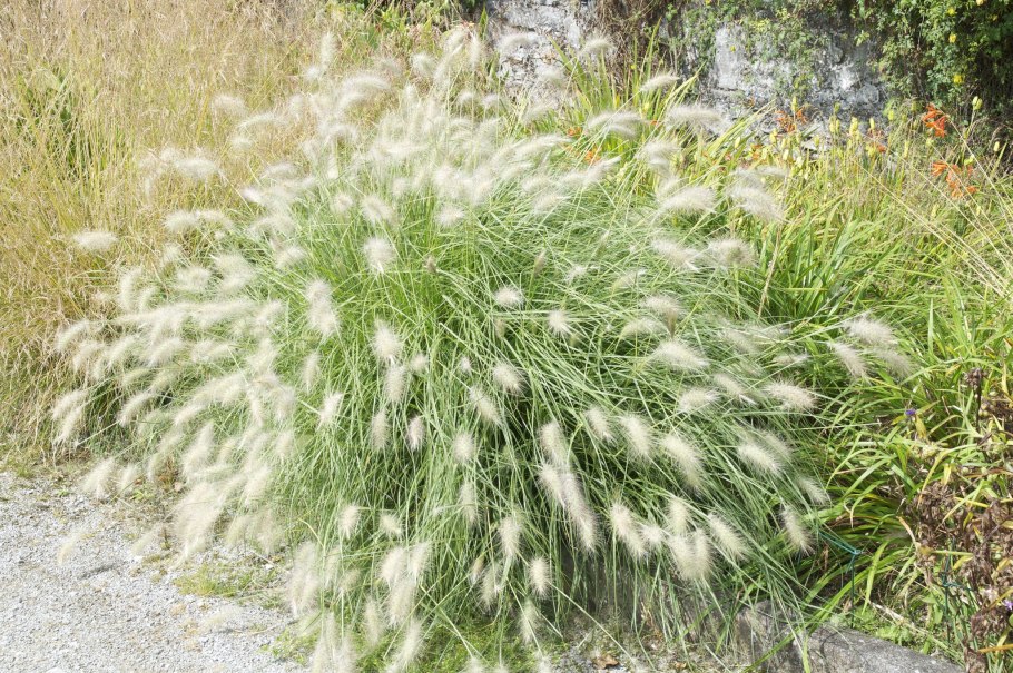 Карекс Осока