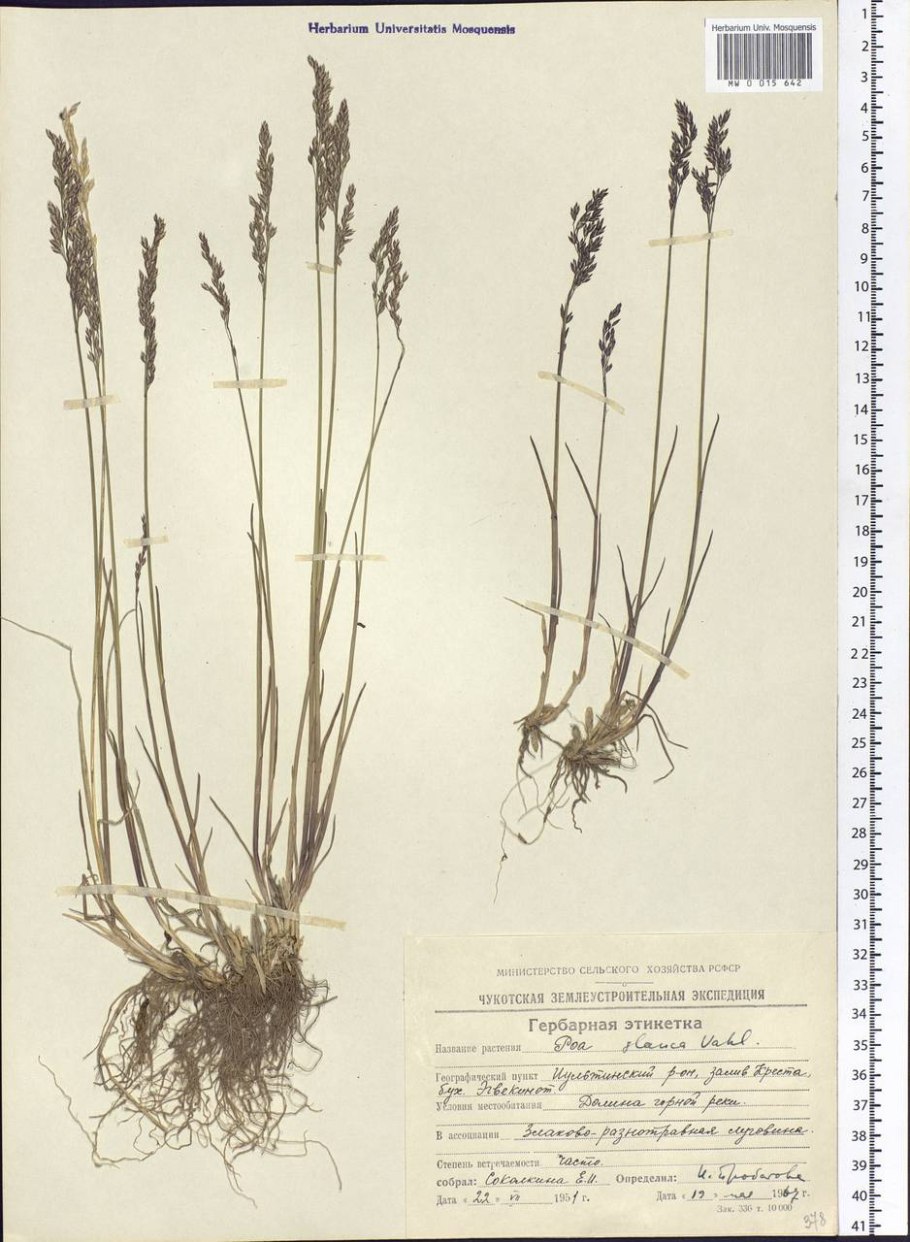 Частуха обыкновенная гербарий
