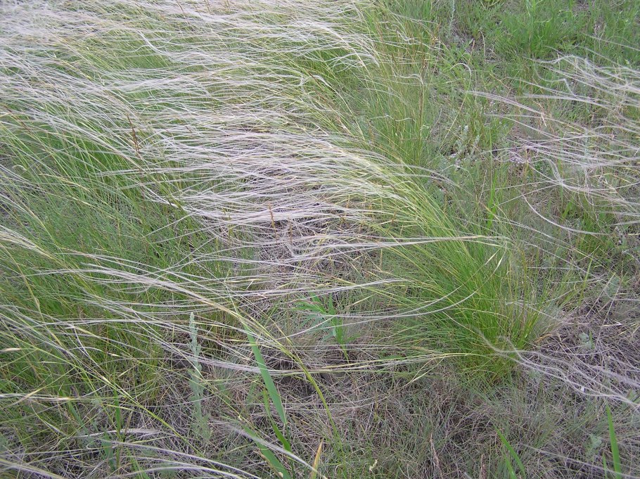 Ковыль тончайший (Stipa tenuissima) "Angel hair"