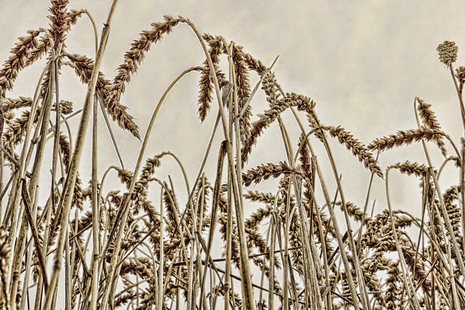 Осока пальмолистная Вариегата