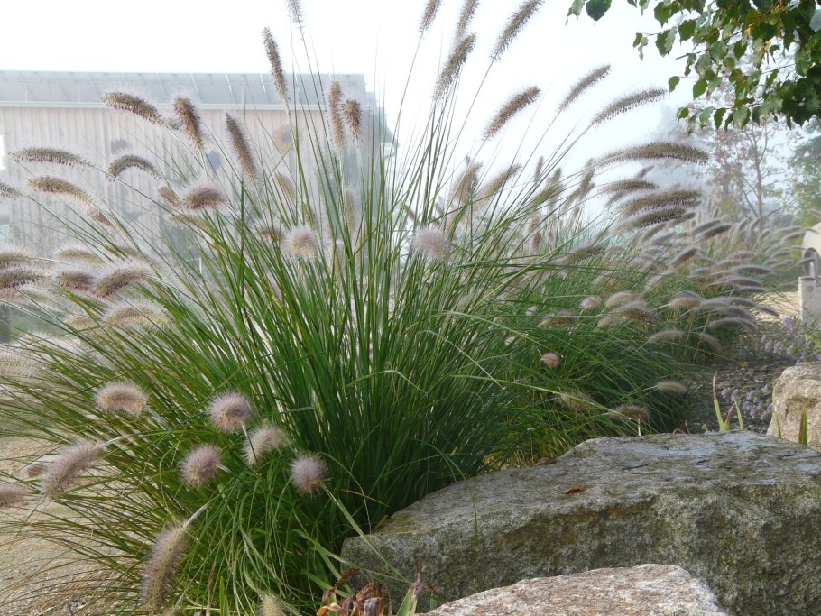 Мохово-лишайниковая тундра