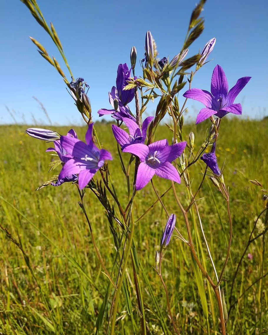 Пеннисетум Pennisetum alopecuroides