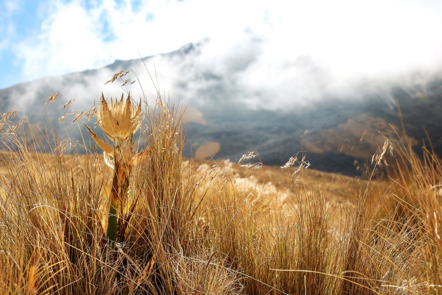 Просо прутьевидное Heavy Metal