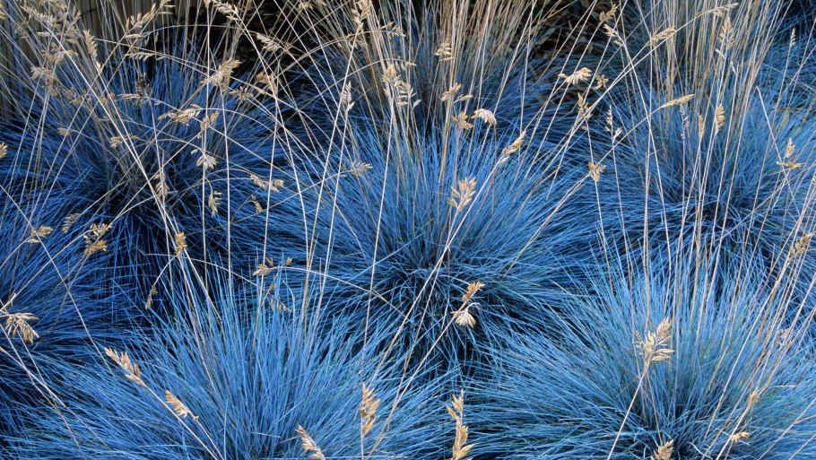 Колокольчик Луговой