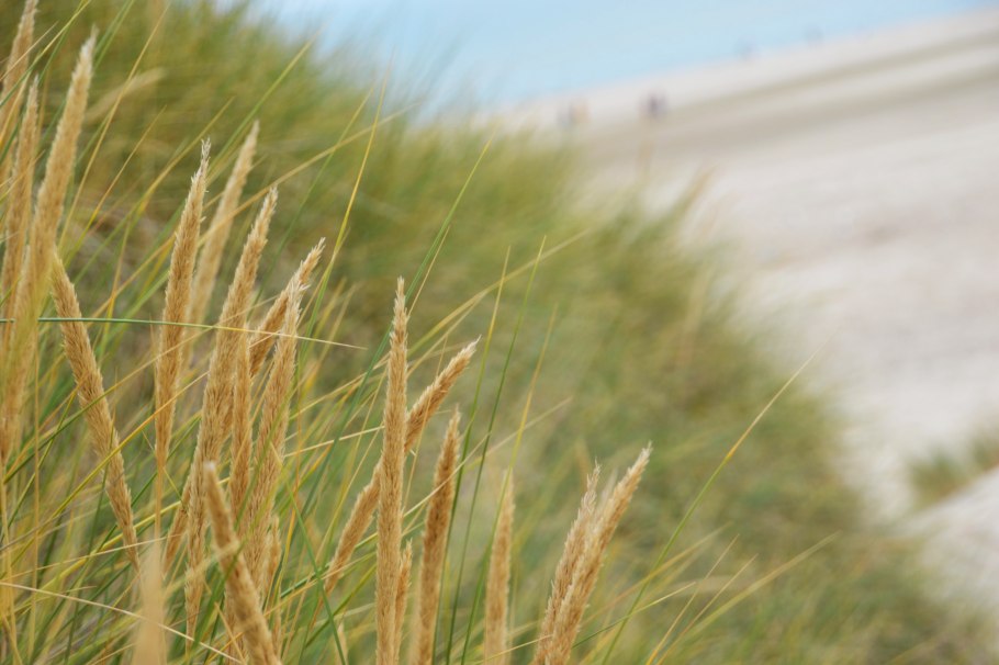 Распространение злаков в природе