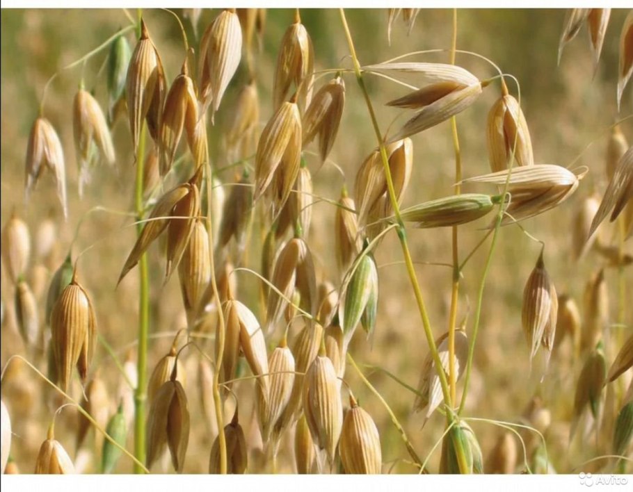 Пеннисетум Reborn