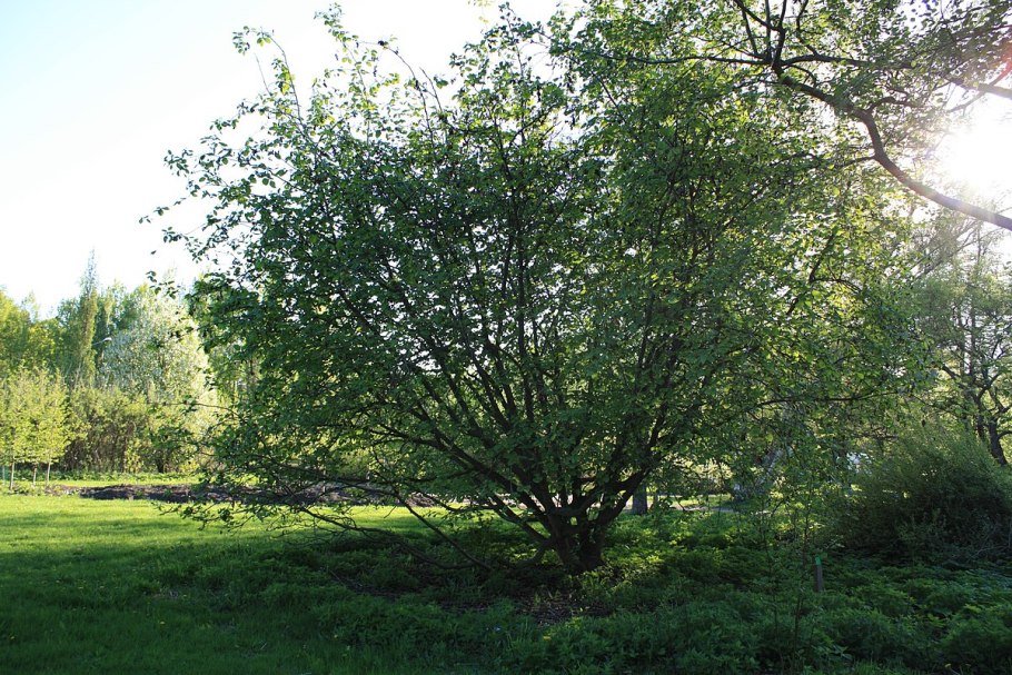 Ольха Alnus glutinosa